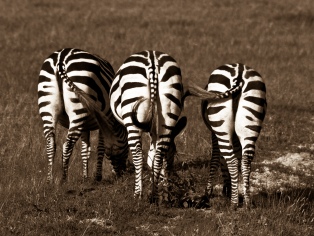 Trio of zebras all facing away from the camera in the Ngorongoro Crater, Tanzania