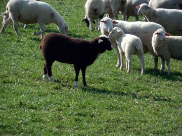 sheep-730074_640