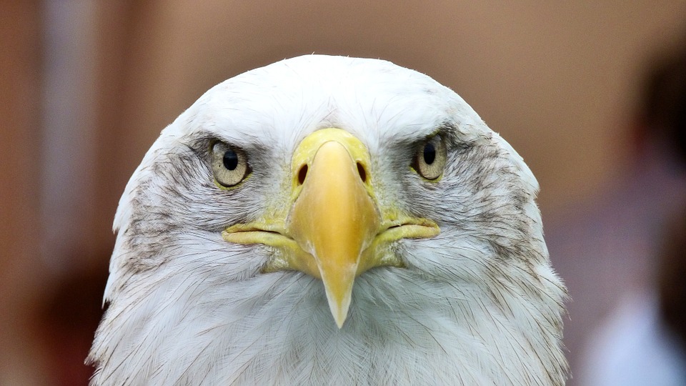 white-tailed-eagle-416795_960_720